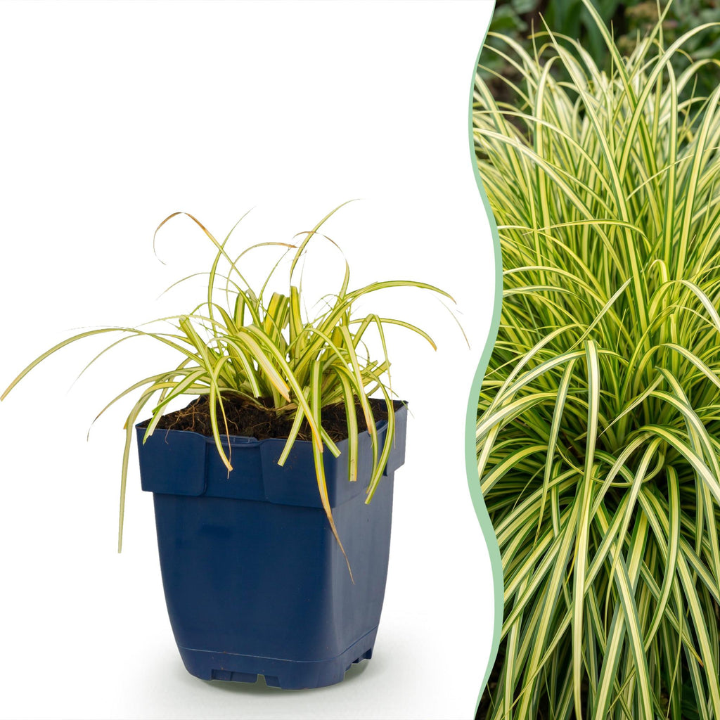 Carex oshimensis 'Evergold' (Japanese sedge) – 12 plants, Ø11 cm, 15–25 cm high