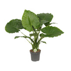 Alocasia Gageana California (olifantsoor) – Ø21 cm, 80 cm hoog