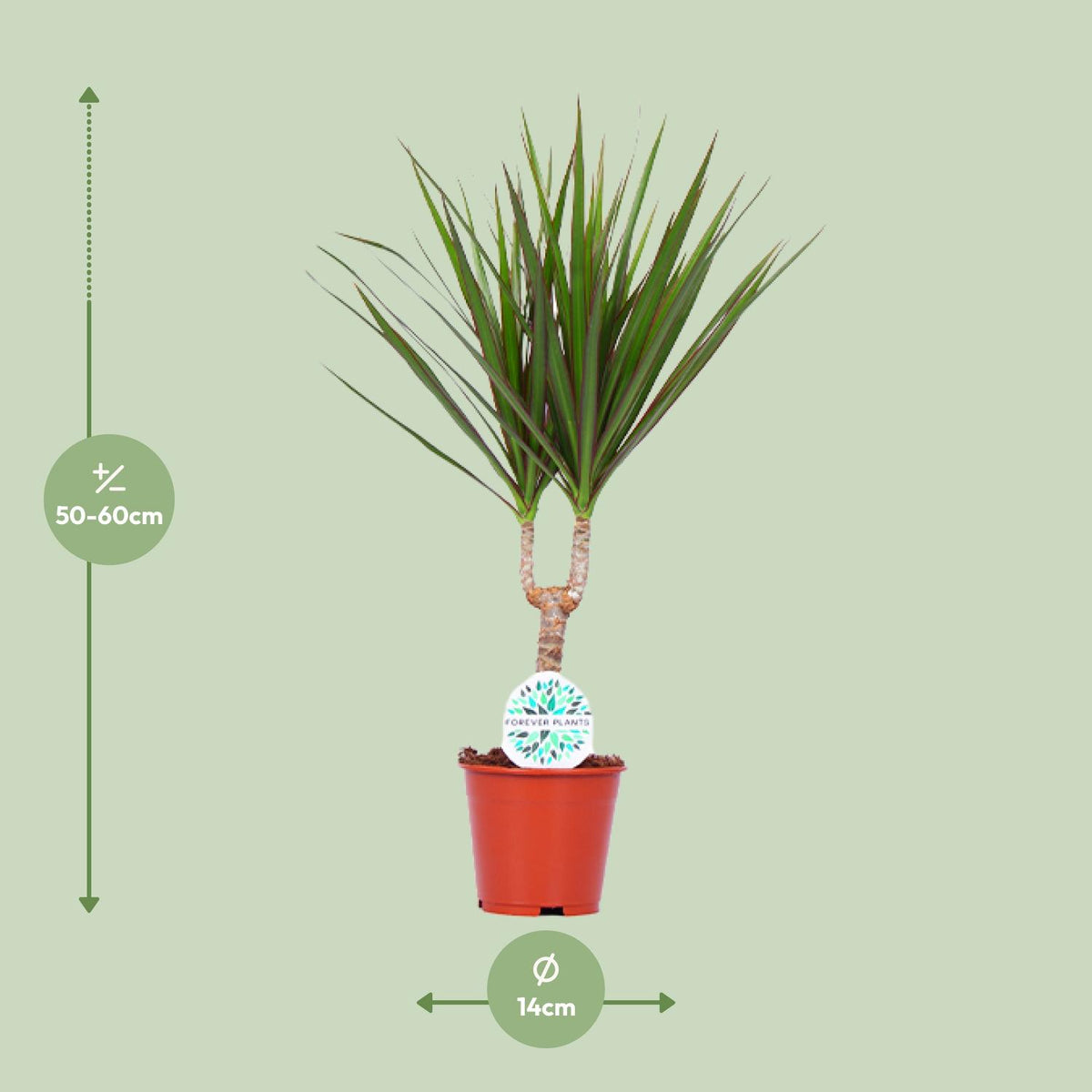Dracaena marginata (Drachenbaum) – Ø 14 cm, 55 cm hoch