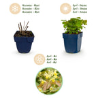 Epimedium perralch. 'Frohnleiten' (Elfenblume) – gelb – 6 Pflanzen, Ø 11 cm, 15–25 cm hoch