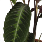 Calathea Warscewiczii – Ø19 cm, 70 cm høj