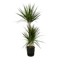 Dracaena marginata (arbre au dragon) dans pot décoratif rond Greenville noir – Ø21 cm, 120 cm de haut