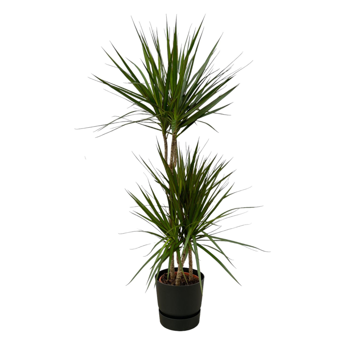 Dracaena marginata (Drachenbaum) in Greenville Rund-Dekopfoto schwarz – Ø21 cm, 120 cm hoch