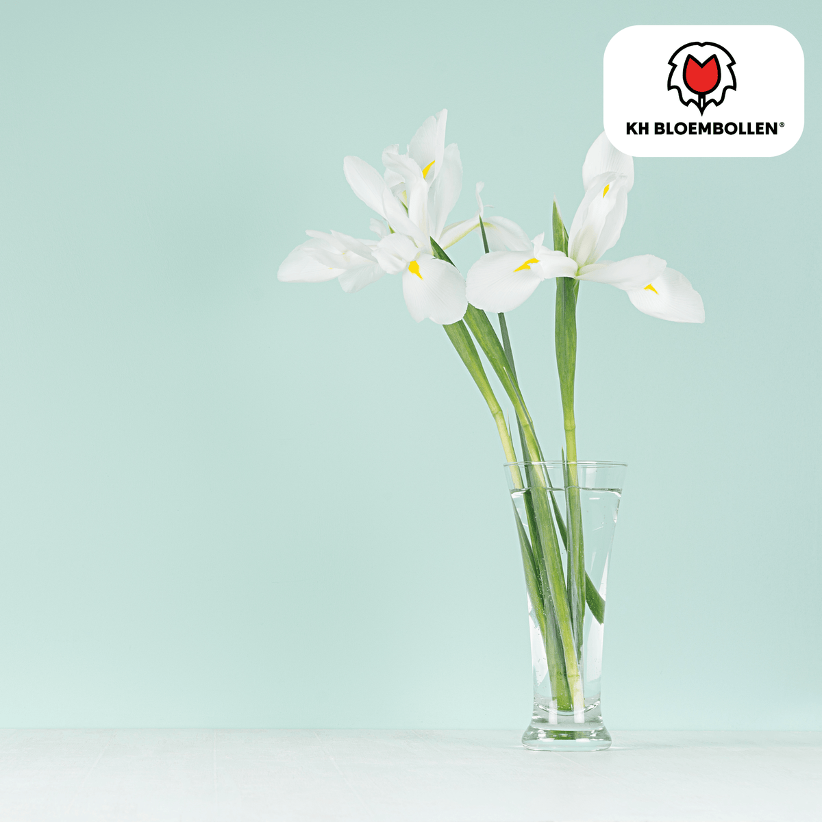 Iris 'Alaska' – 25 bulbes