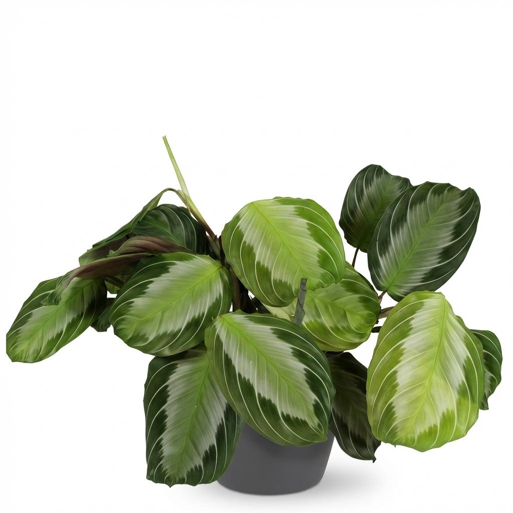 Maranta Fascinator Silverband (bedejaguar) i Potter-prydpotte grå – Ø12 cm, 25 cm høj