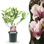 Magnolie 'Soulangiana' (Blüten hellrosa) – Ø 17 cm, 45 cm hoch