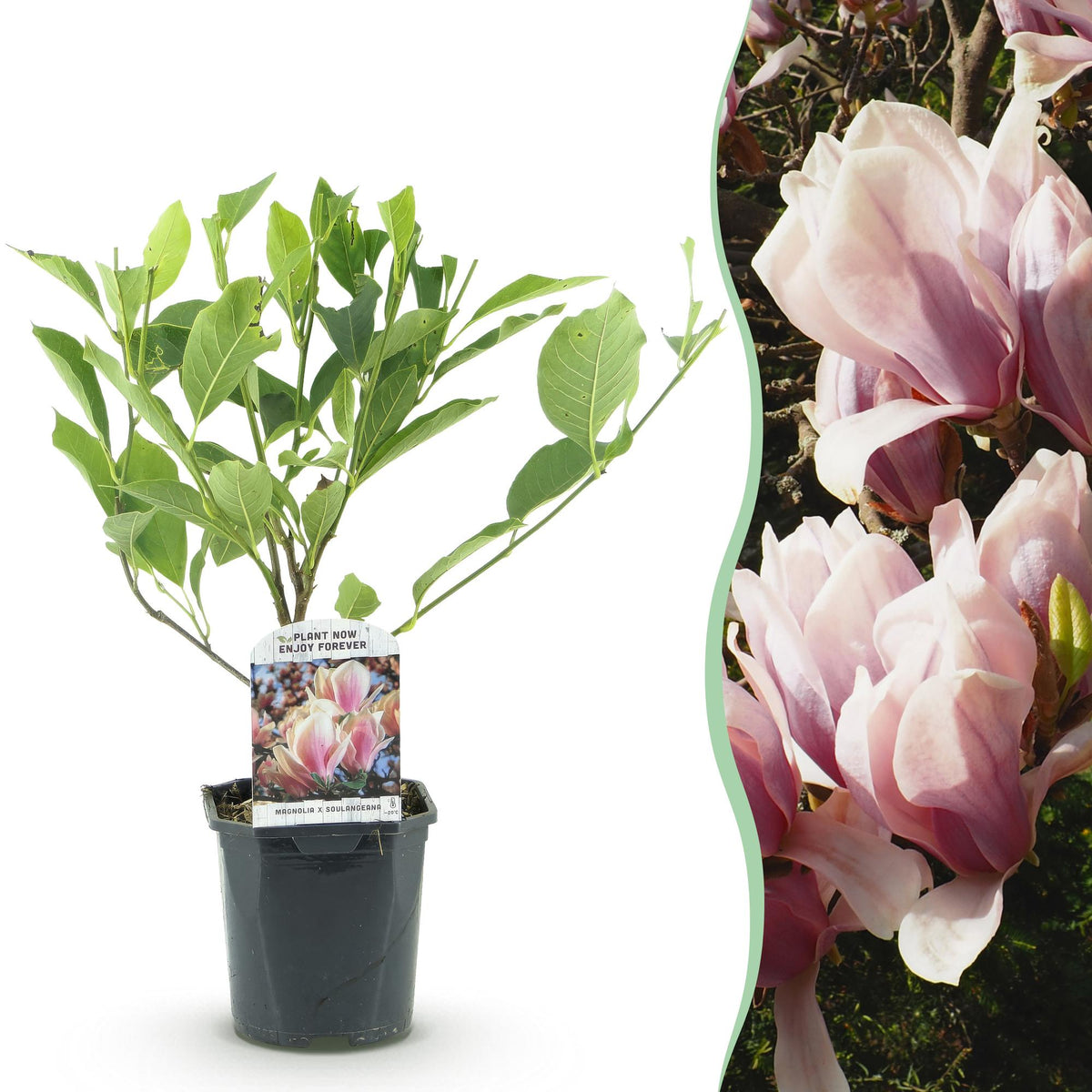 Magnolie 'Soulangiana' (Blüten hellrosa) – Ø 17 cm, 45 cm hoch