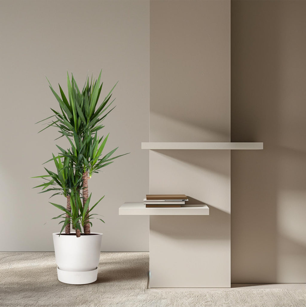 Yucca Elephantipe – Ø34 cm, 180 cm hoog