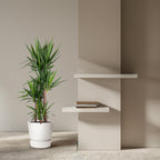 Yucca Elephantipe – Ø34 cm, 180 cm hoog