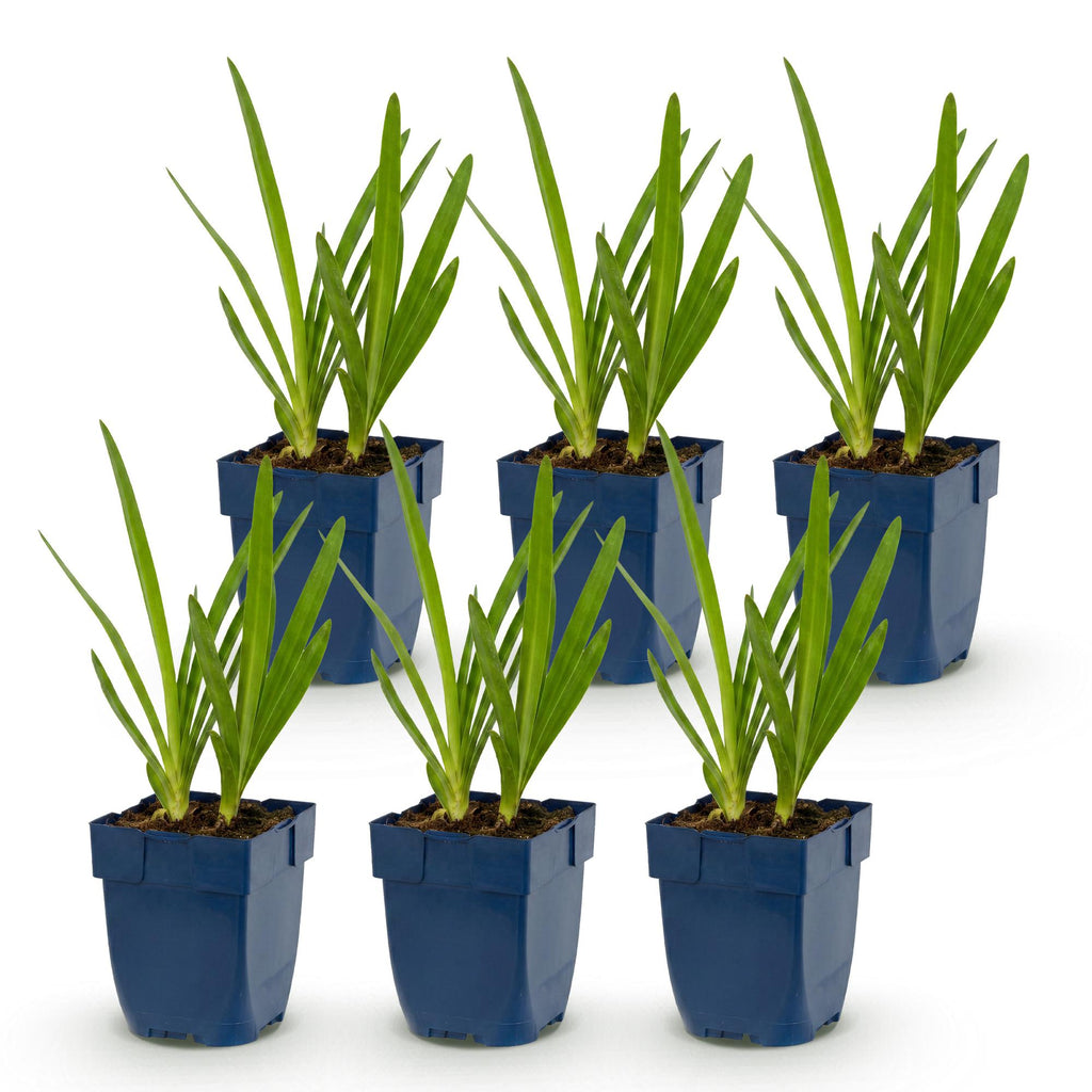 Agapanthus 'Duo' (Afrikanische Lilie) – blau-weiß – 6 Pflanzen, Ø11 cm, 15–25 cm hoch – Bild 2