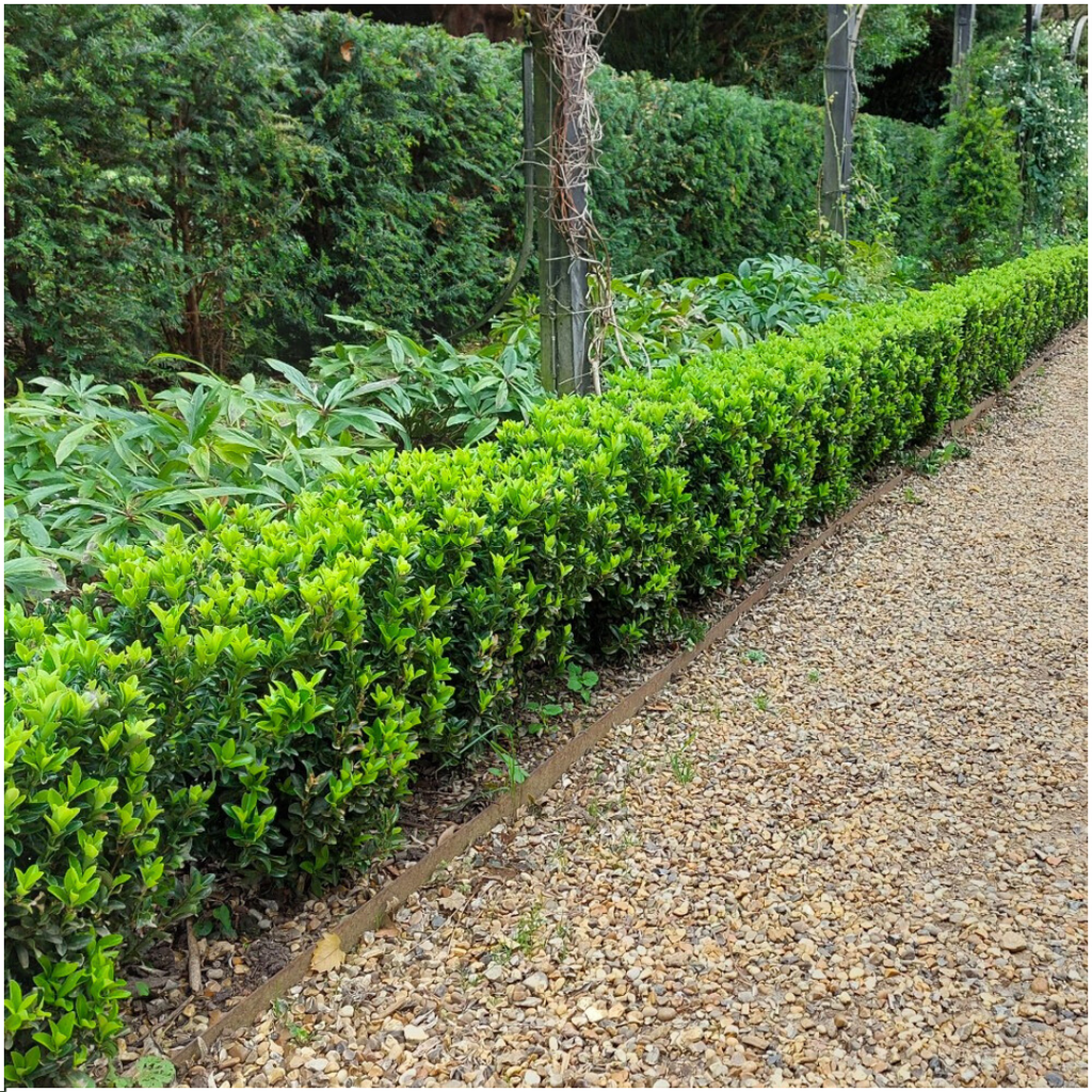 Euonymus 'Green Spire' (burning bush) – 24 plants, Ø7 cm, 15 cm high – art. 37807 – photo 2