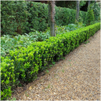 Euonymus 'Green Spire' (burning bush) – 24 plants, Ø7 cm, 15 cm high – art. 37807