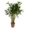 Caryota Mitis (palmier queue-de-renard) – Ø32 cm, 250 cm de haut