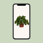 Pilea Peperomiodes – Ø15 cm, 25 cm hoog