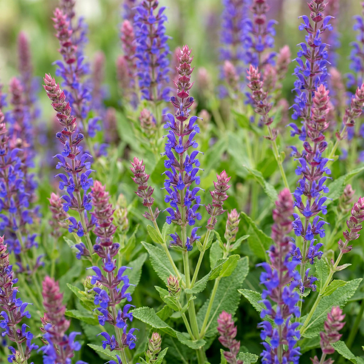 Salvia nemorosa 'Sense Deep Blue' (sage) – purple – 12 plants, Ø11 cm, 15–25 cm high – photo 5