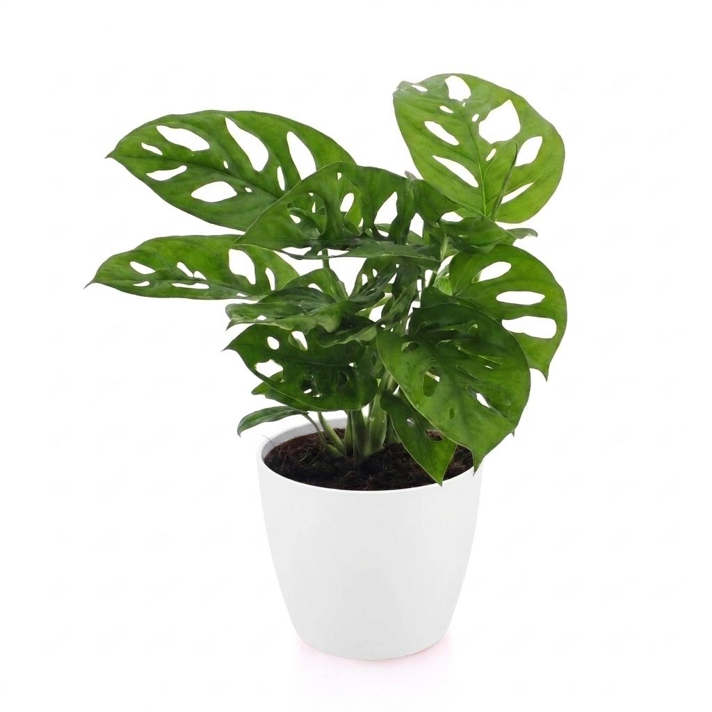 Monstera adansonii (mini-monstera) dans pot décoratif Potter blanc – Ø12 cm, 25 cm de haut