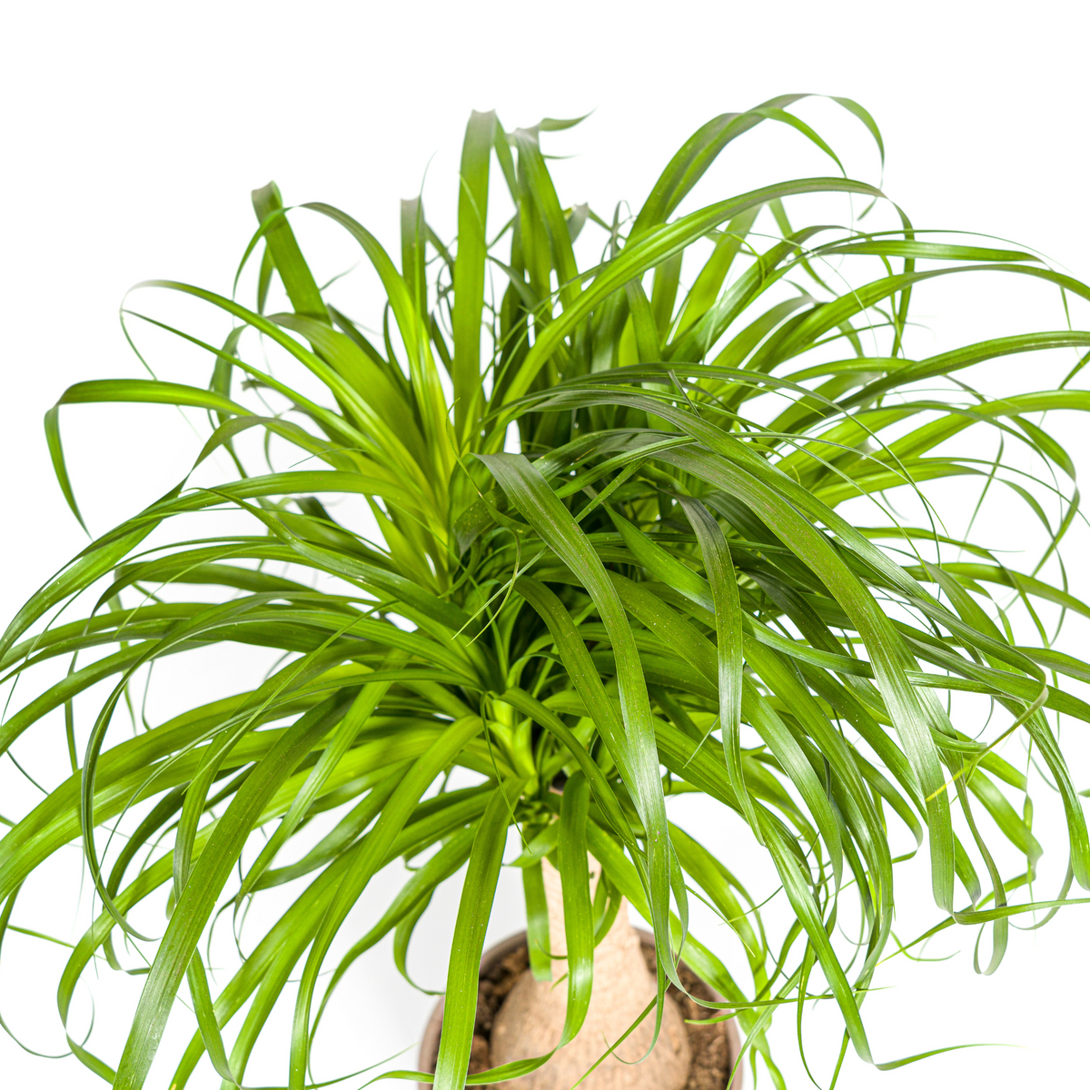 Beaucarnea recurvata Stam (olifantspoot) met mand – Ø21 cm, 60–80 cm hoog