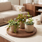 3× Baby Peperomia Mix – Ø6 cm, 5–15 cm høj