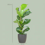 Ficus lyrata (Geigenfeige) im Potter-Übertopf – Ø 21 cm, 80 cm hoch – grau