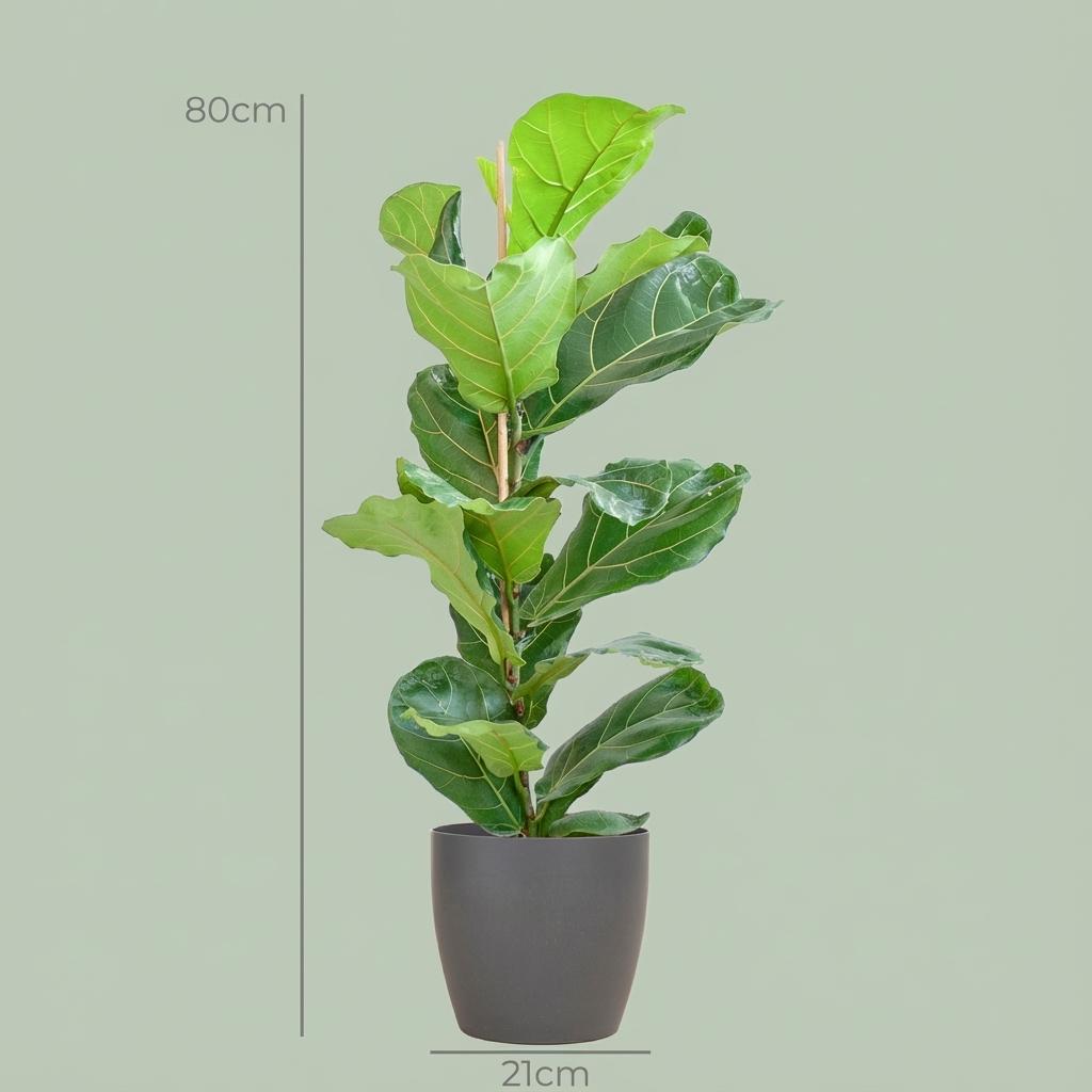 Ficus lyrata (vioolbladplant) in Potter-sierpot pot – Ø21 cm, 80 cm hoog – grijs