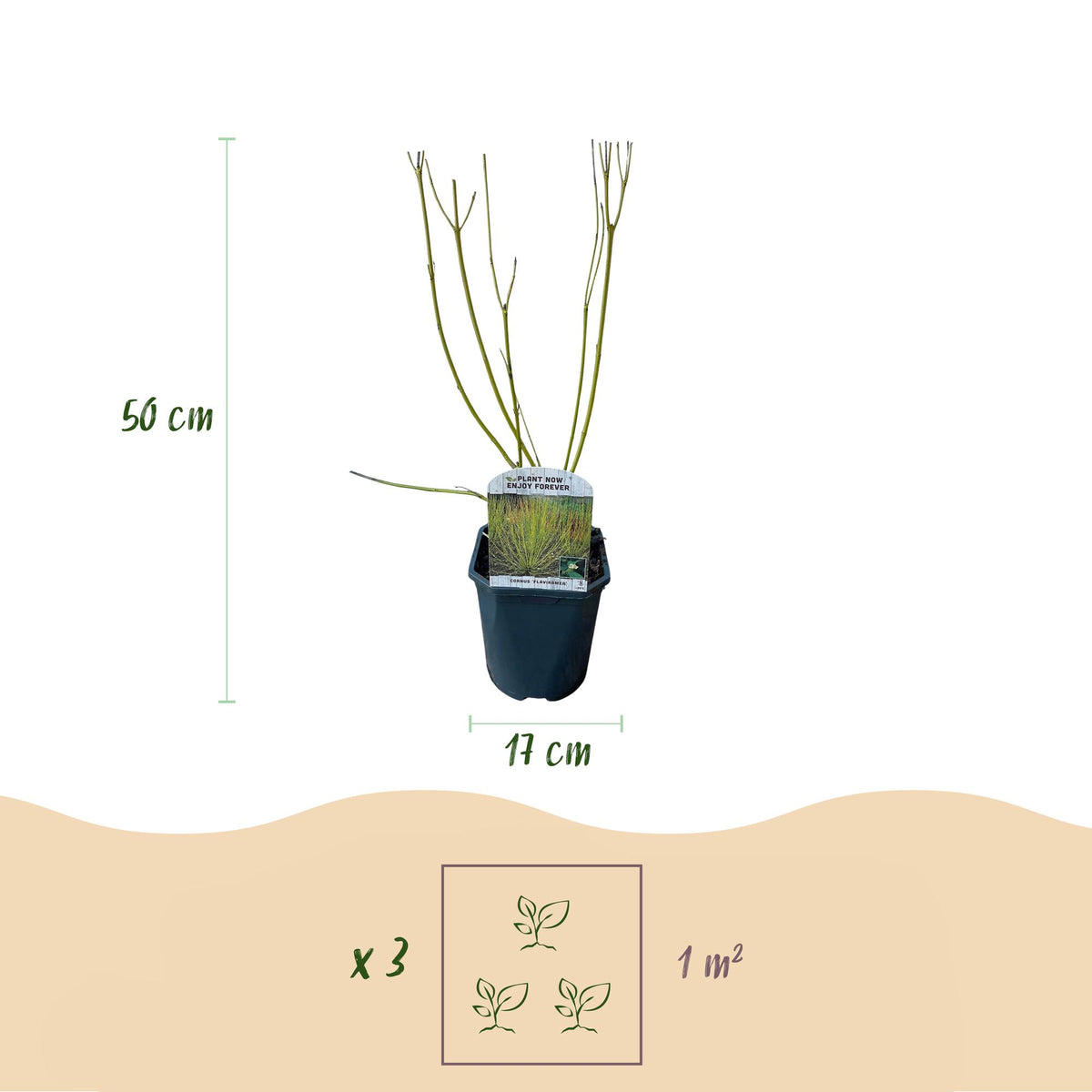 Cornus alba 'Tricolour' (kornsletter) – 3 planter, Ø17 cm, 45 cm høje – billede 3