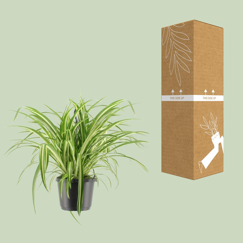 Chlorophytum comosum Variegatum (Grünlilie) – Ø 17 cm, 30 cm hoch