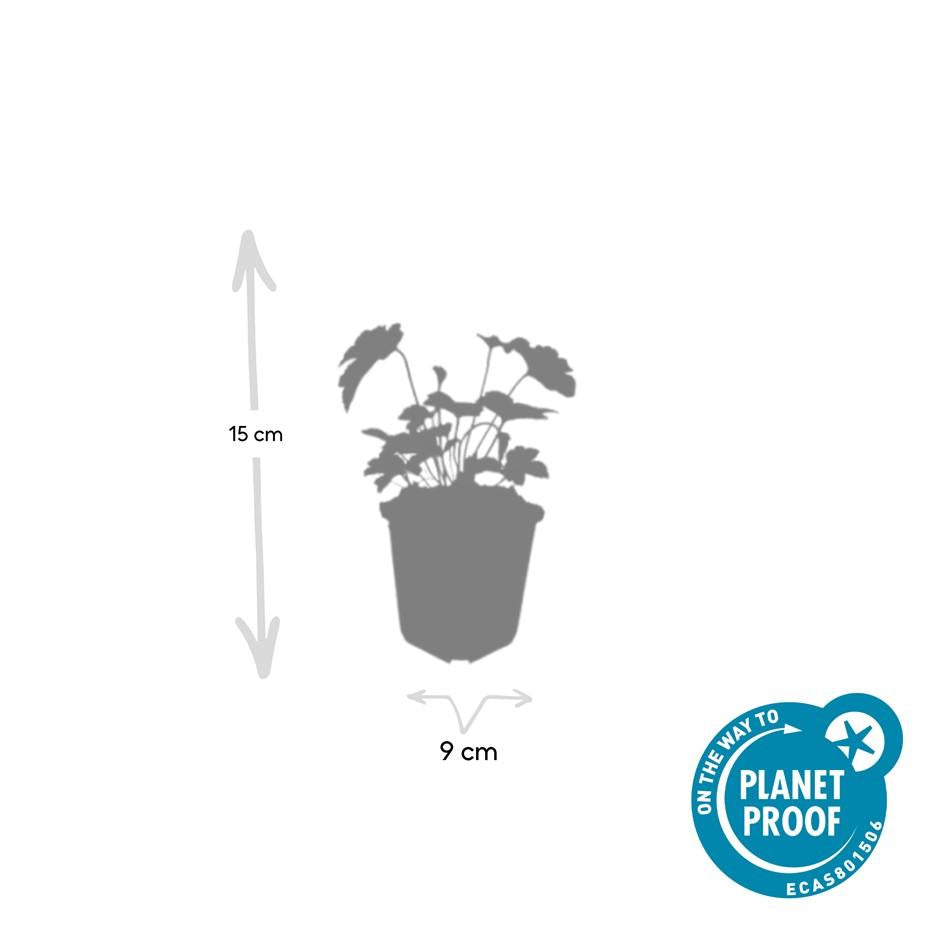 Anemone tom. 'Robustissima' (Herbstanemone) – 6 Pflanzen, Ø 9 cm, 10–25 cm hoch