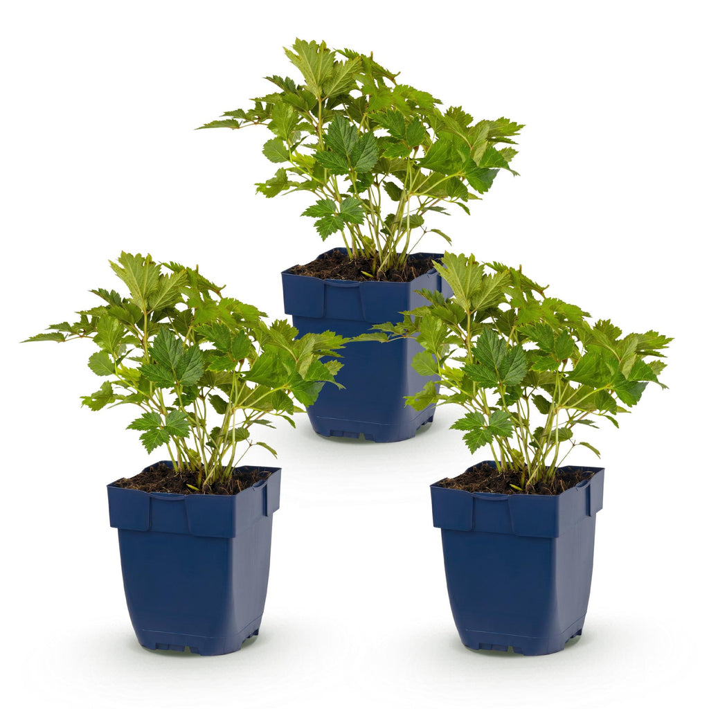 Astilbe chin. 'Pumila' (Chinesische Astilbe) – violett – 3 Pflanzen, Ø 11 cm, 15–25 cm hoch