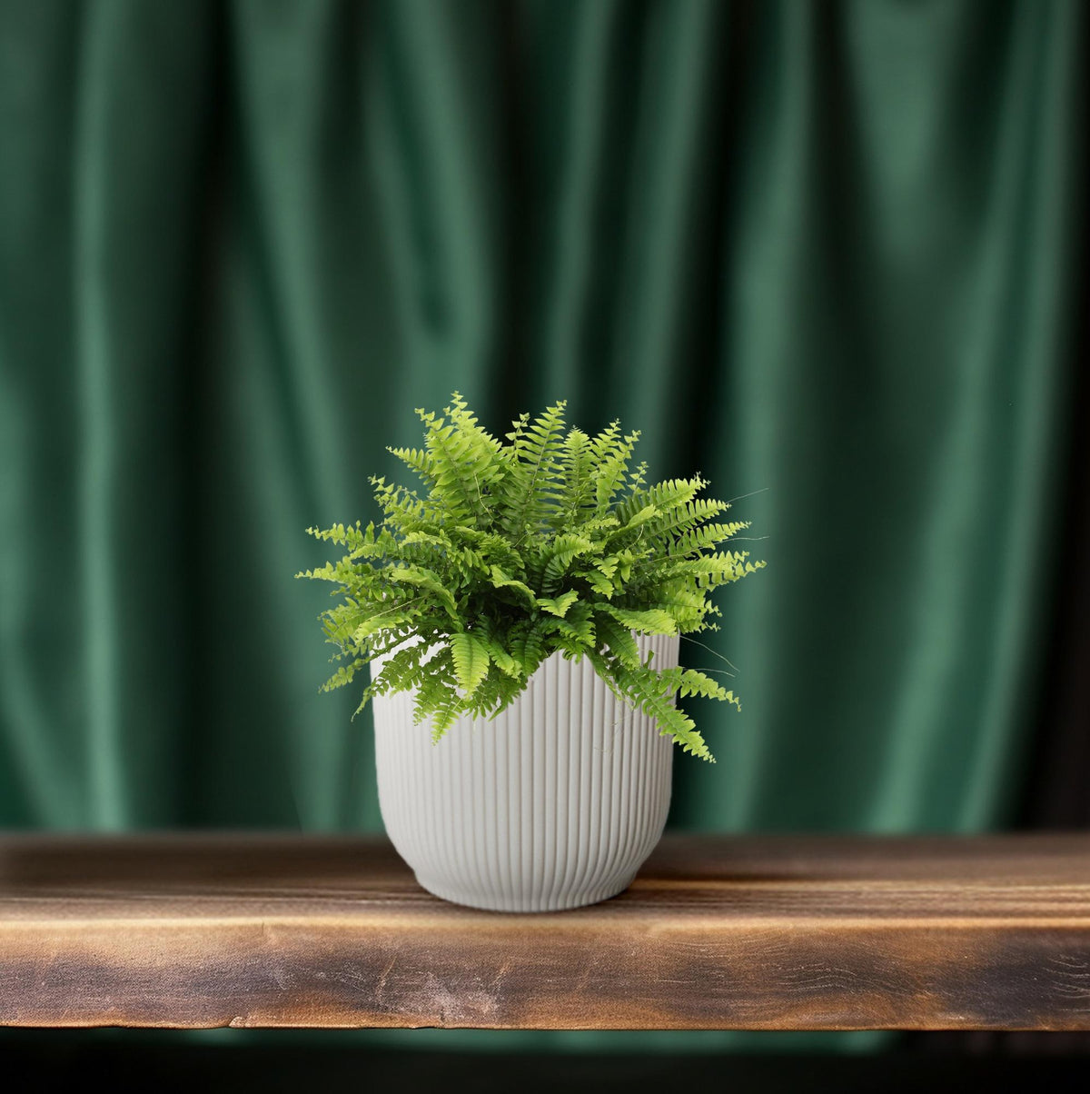 Nephrolepis Boston Green Moment (Schwertfarn) – Ø 12 cm, 20 cm hoch – Bild 6
