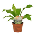 Asplenium nidus (fugleredbreg) – Ø12 cm, 35 cm høj