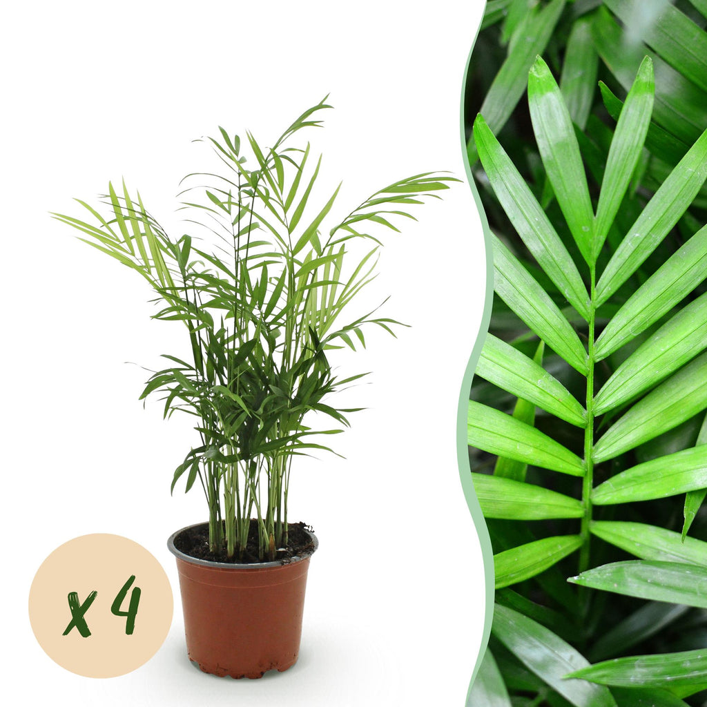 4× Goudpalm (Dypsis) – Ø12 cm, 35–40 cm hoog