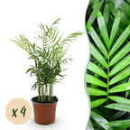 4× Goudpalm (Dypsis) – Ø12 cm, 35–40 cm hoog