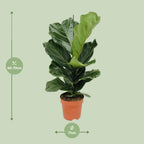 Ficus lyrata (vioolbladplant) – Ø17 cm, 75 cm hoog