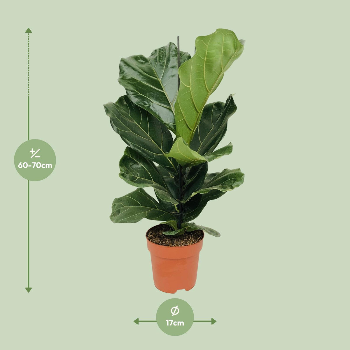Ficus lyrata (vioolbladplant) – Ø17 cm, 75 cm hoog