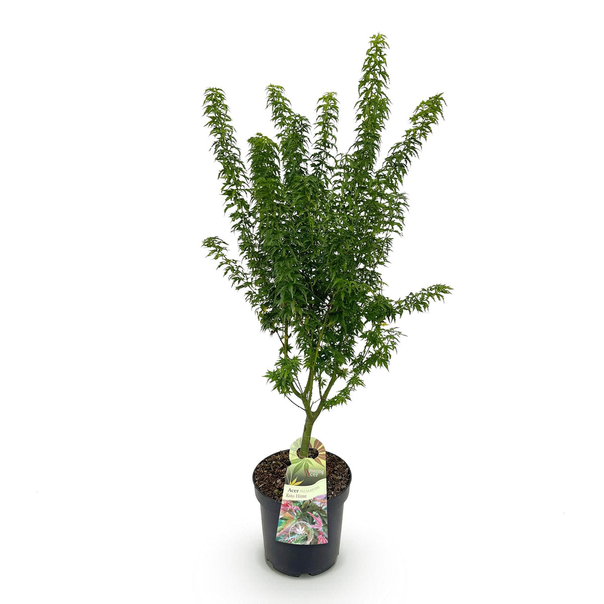 Acer palmatum 'Koto Hime' (Japanse esdoorn) – Ø26 cm, 90 cm hoog