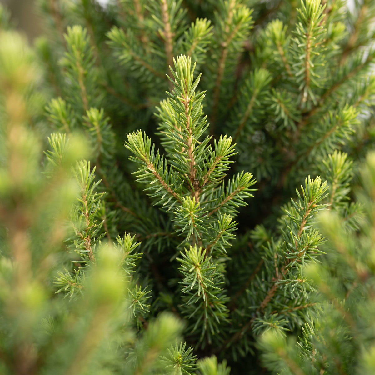 Picea glauca Conica (Weihnachtstanne) in Jutesack – Ø19 cm, 65 cm hoch – Bild 4