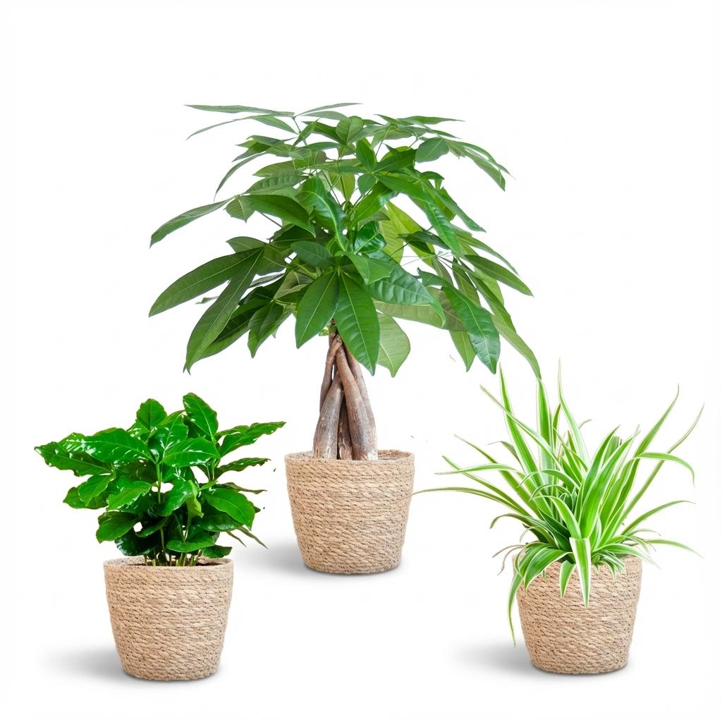 Plantenmix met mand – Ø12 cm