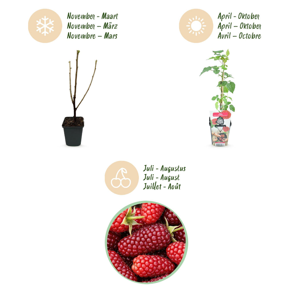 Rubus 'Tayberry' (taybes) – 3 planten, Ø9 cm, 35 cm hoog – foto 9