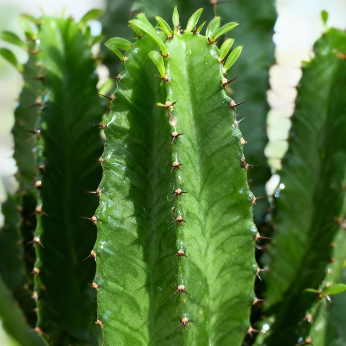 Euphorbia eritrea – Ø19 cm, 70 cm høj