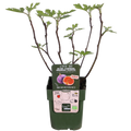 Ficus 'Gustissimo Perretta' (fig tree) – Ø13 cm, 30 cm high