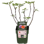 Ficus 'Gustissimo Perretta' (fig tree) – Ø13 cm, 30 cm high