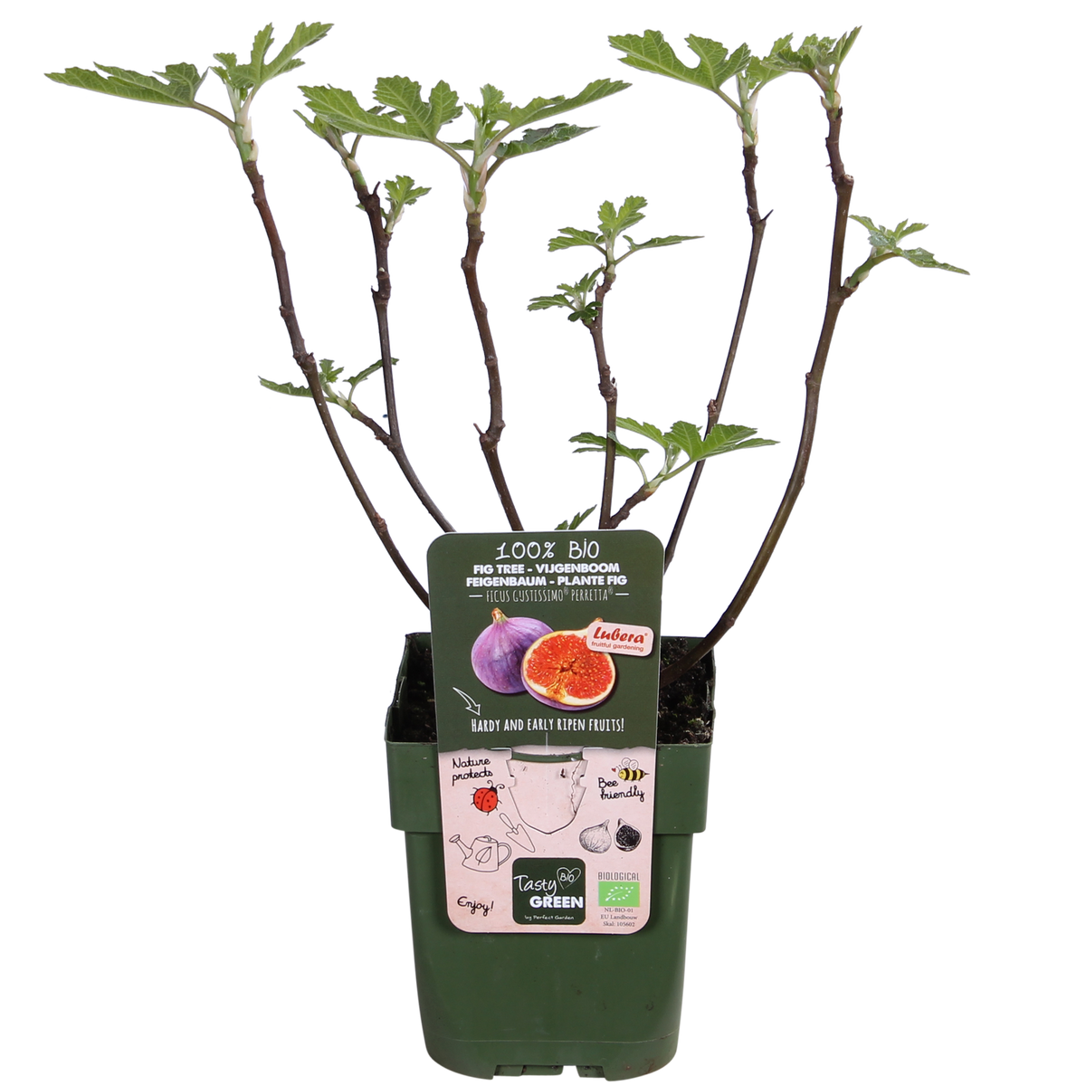 Ficus 'Gustissimo Perretta' (fig tree) – Ø13 cm, 30 cm high
