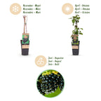 Rubus fruticosus 'Black Satin' (brombæreplante) – 2 planter, Ø15 cm, 50 cm høje