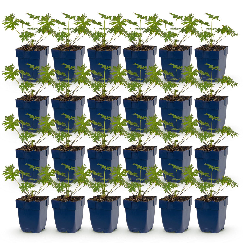 Geranium 'Johnson’s Blue' (Storchschnabel) – blau – 24 Pflanzen, Ø11 cm, 15–25 cm hoch
