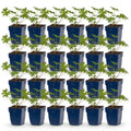 Geranium 'Johnson’s Blue' (Storchschnabel) – blau – 24 Pflanzen, Ø11 cm, 15–25 cm hoch