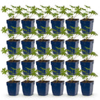 Geranium 'Johnson’s Blue' (Storchschnabel) – blau – 24 Pflanzen, Ø11 cm, 15–25 cm hoch