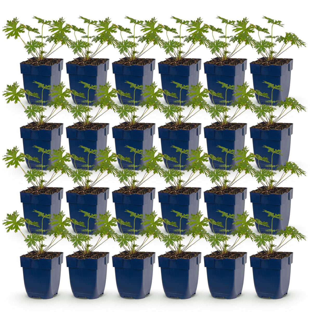 Geranium 'Johnson’s Blue' (Storchschnabel) – blau – 24 Pflanzen, Ø11 cm, 15–25 cm hoch