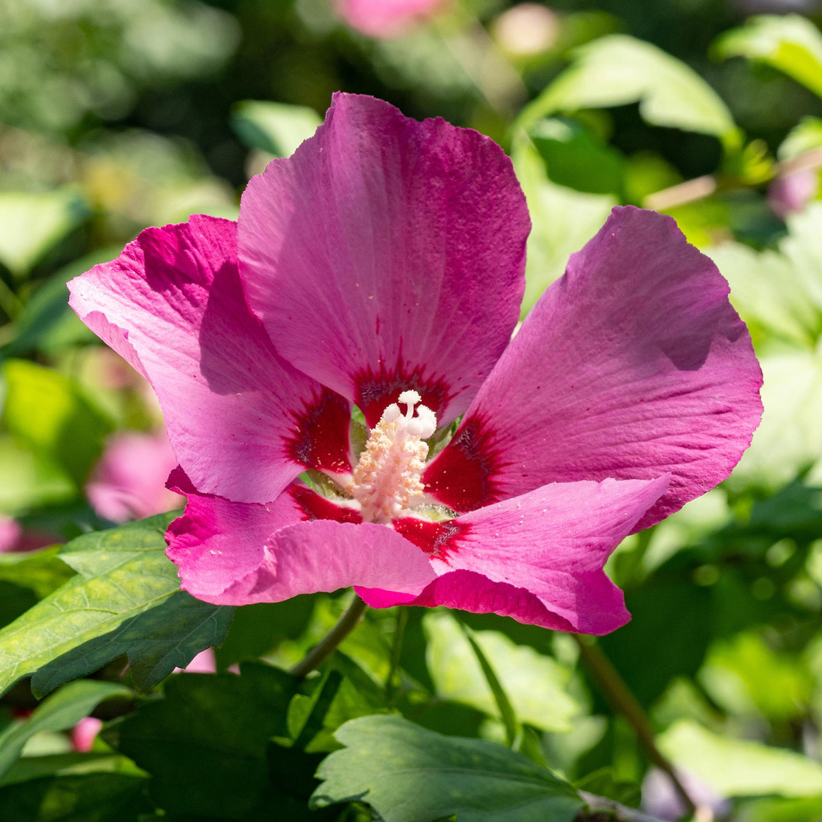 Hibiscus syriacus 'Woodbridge' (tuinhibiscus) – roze – 3 planten, Ø17 cm, 45 cm hoog – bild 5