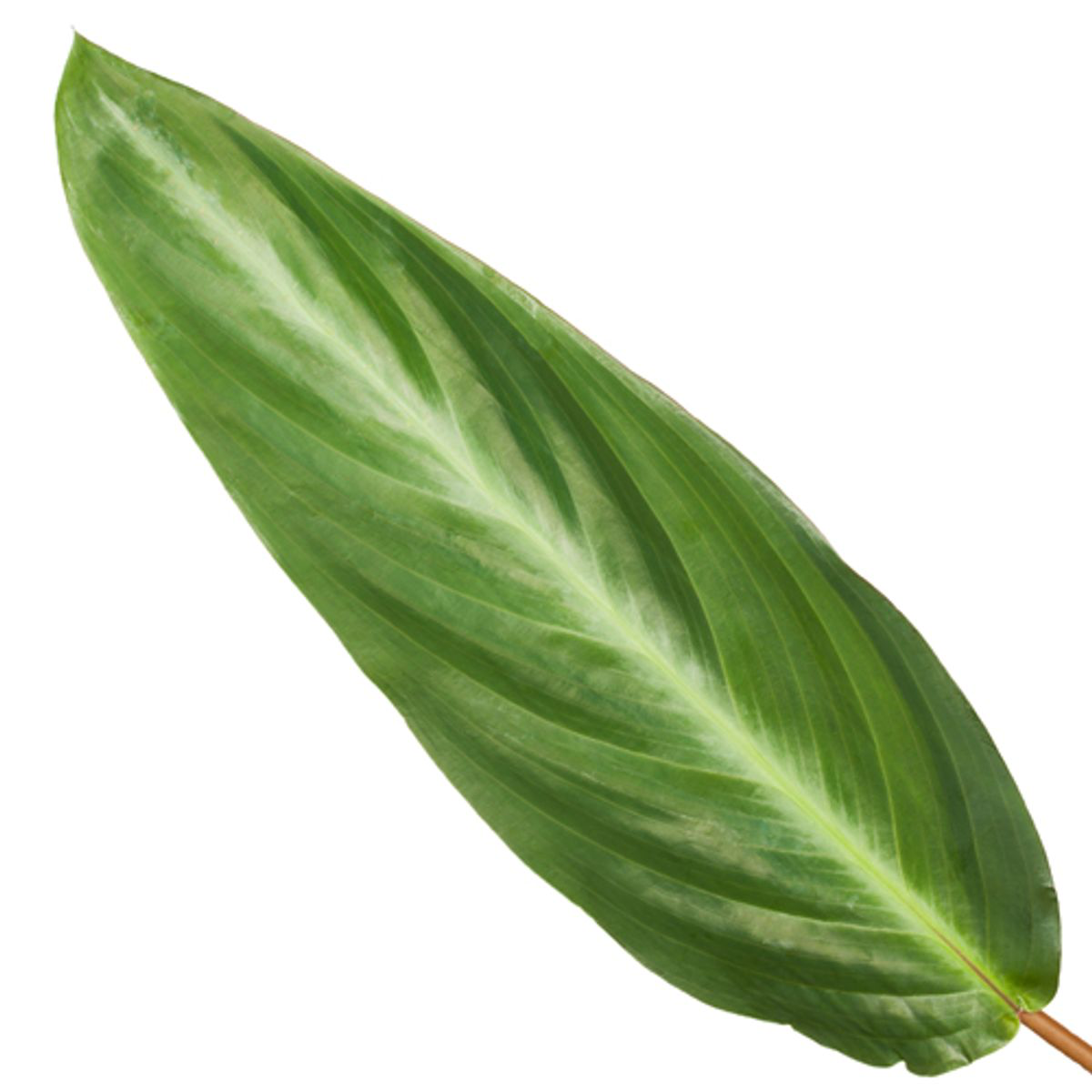 Calathea Stripestar – Ø12 cm, 40 cm de haut