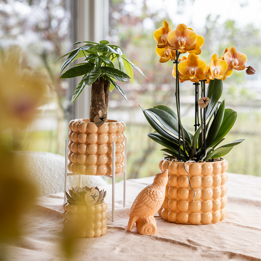 Phalaenopsis 'Niagara Falls' (orchidee) in Poppy sierpot peach – Ø12 cm